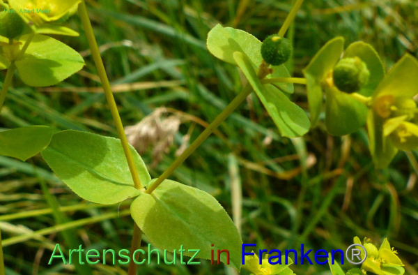Copyright AiF - Albert Meier Bild zum Eintrag (93743-160)