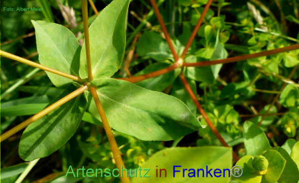 Copyright AiF - Albert Meier Bild zum Eintrag (93746-160)