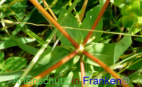 Copyright AiF - Albert Meier Bild zum Eintrag (93747-160)