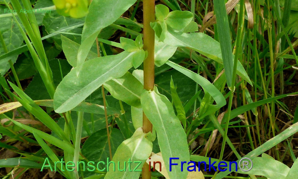 Copyright AiF - Albert Meier Bild zum Eintrag (93748-160)