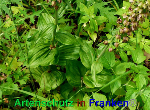 Copyright AiF - Albert Meier Bild zum Eintrag (93898-160)