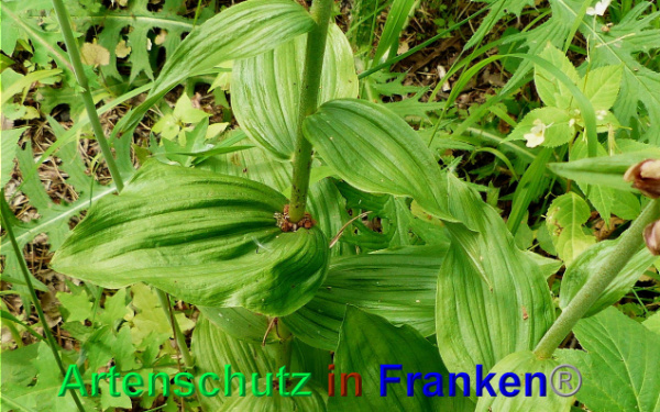 Copyright AiF - Albert Meier Bild zum Eintrag (93902-160)