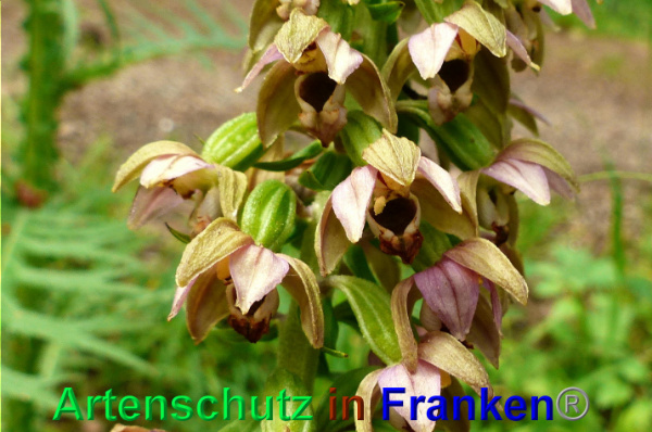 Copyright AiF - Albert Meier Bild zum Eintrag (93903-160)
