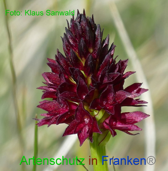 Copyright AiF - Klaus Sanwald Bild zum Eintrag (93973-160)