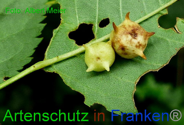 Copyright AiF - Albert Meier Bild zum Eintrag (93996-160)