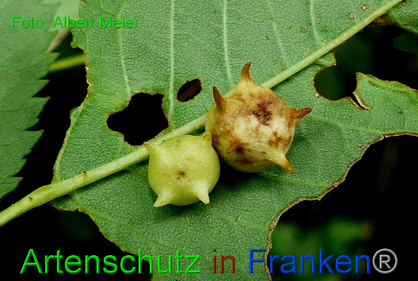 Copyright AiF - Albert Meier Bild zum Eintrag (93997-160)