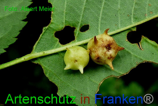 Copyright AiF - Albert Meier Bild zum Eintrag (93998-160)
