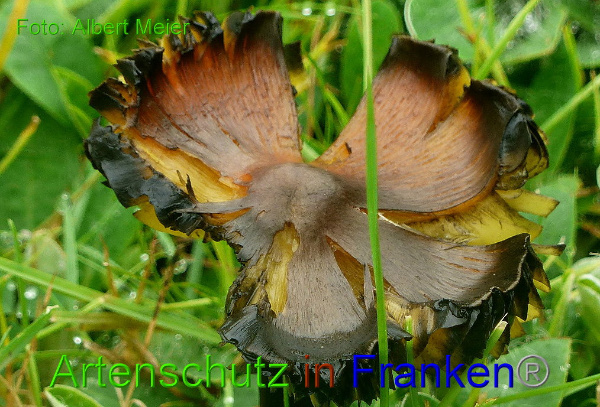 Copyright AiF - Albert Meier Bild zum Eintrag (94501-160)