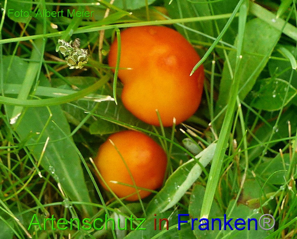 Copyright AiF - Albert Meier Bild zum Eintrag (94504-160)