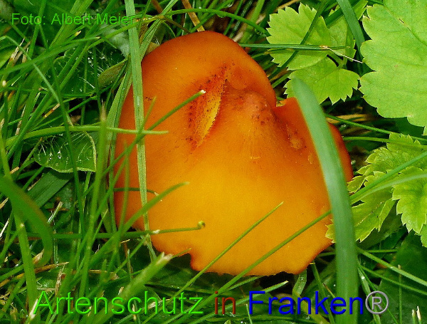 Copyright AiF - Albert Meier Bild zum Eintrag (94506-160)