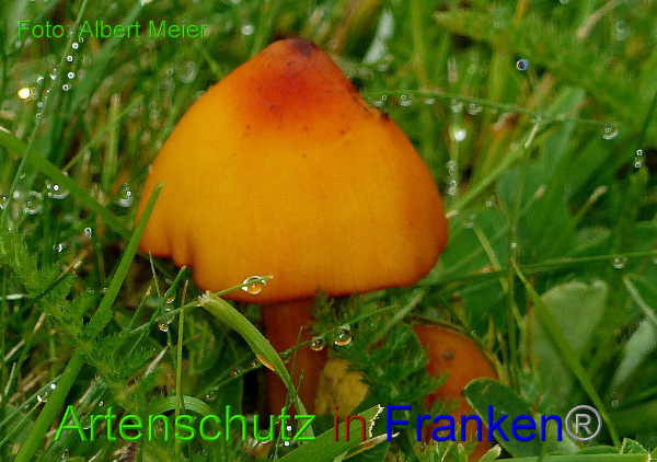 Copyright AiF - Albert Meier Bild zum Eintrag (94507-160)