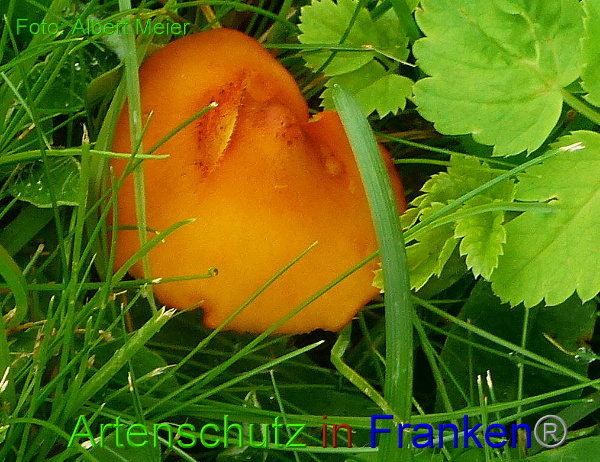 Copyright AiF - Albert Meier Bild zum Eintrag (94508-160)