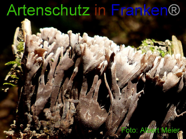 Copyright AiF - Albert Meier Bild zum Eintrag (94657-160)