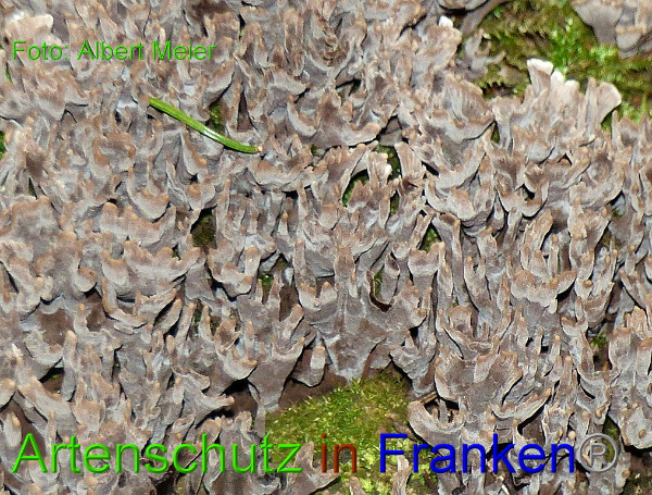 Copyright AiF - Albert Meier Bild zum Eintrag (94659-160)