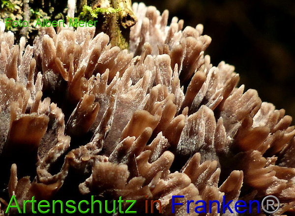 Copyright AiF - Albert Meier Bild zum Eintrag (94660-160)