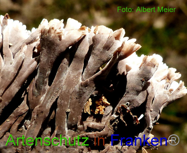 Copyright AiF - Albert Meier Bild zum Eintrag (94663-160)