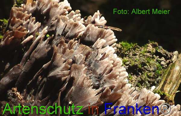 Copyright AiF - Albert Meier Bild zum Eintrag (94664-160)
