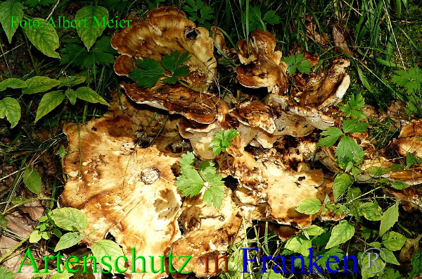 Copyright AiF - Albert Meier Bild zum Eintrag (94970-160)