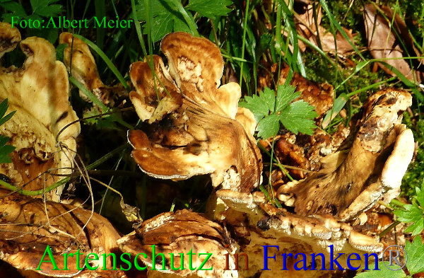 Copyright AiF - Albert Meier Bild zum Eintrag (94971-160)