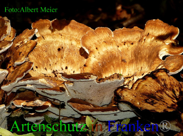 Copyright AiF - Albert Meier Bild zum Eintrag (94972-160)