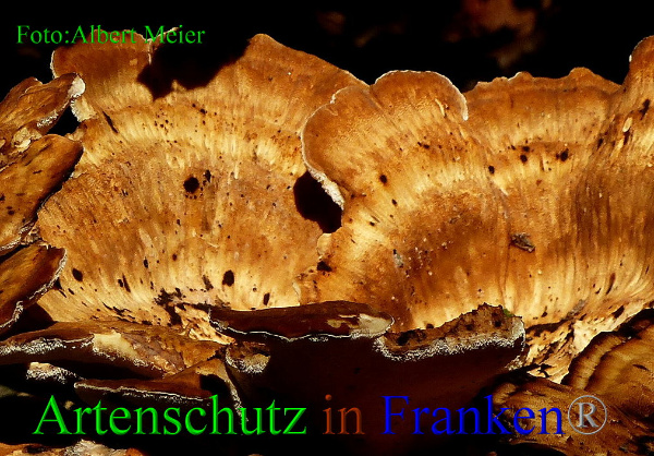 Copyright AiF - Albert Meier Bild zum Eintrag (94973-160)