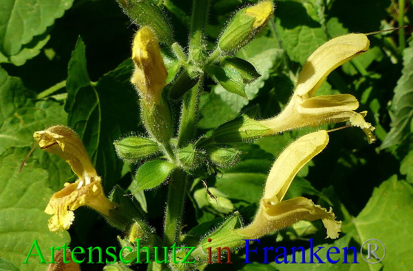 Copyright AiF - Albert Meier Bild zum Eintrag (94987-160)