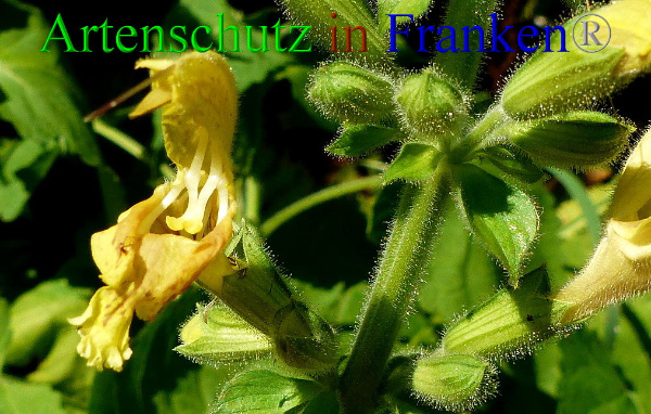 Copyright AiF - Albert Meier Bild zum Eintrag (94988-160)