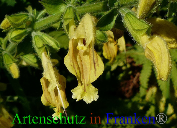 Copyright AiF - Albert Meier Bild zum Eintrag (94989-160)