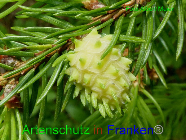 Copyright AiF - Albert Meier Bild zum Eintrag (95133-160)