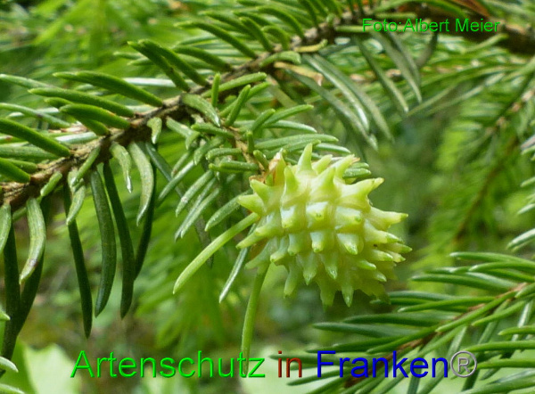 Copyright AiF - Albert Meier Bild zum Eintrag (95134-160)