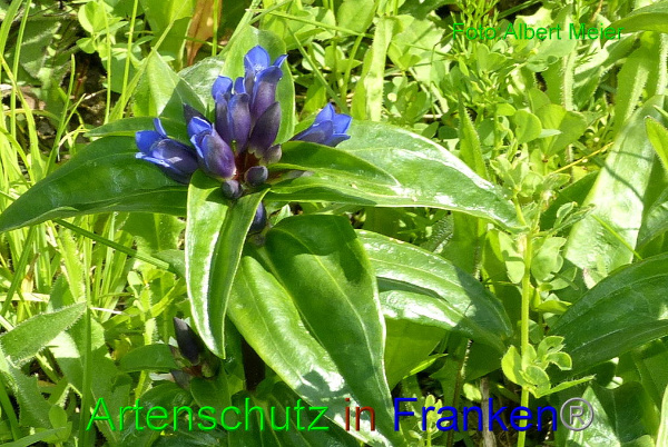 Copyright AiF - Albert Meier Bild zum Eintrag (95140-160)