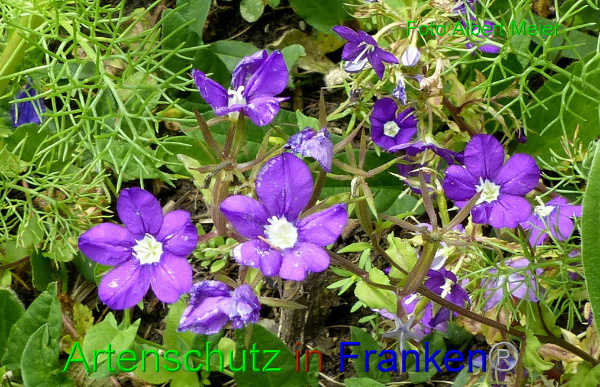 Copyright AiF - Albert Meier Bild zum Eintrag (95145-160)