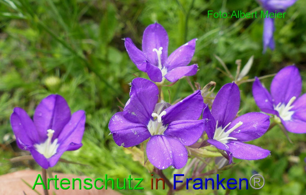 Copyright AiF - Albert Meier Bild zum Eintrag (95146-160)