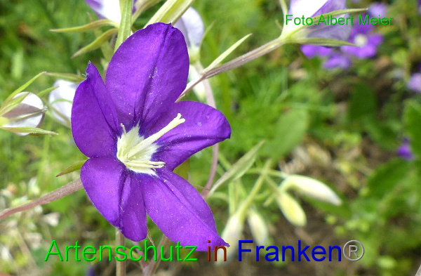 Copyright AiF - Albert Meier Bild zum Eintrag (95147-160)