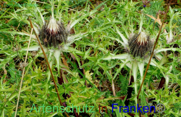 Copyright AiF - Albert Meier Bild zum Eintrag (95334-160)