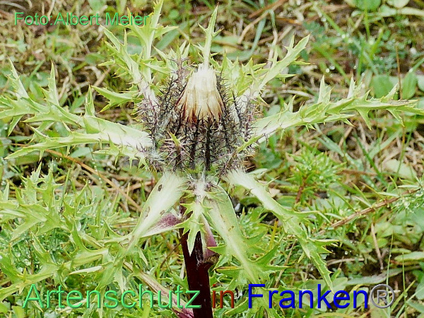 Copyright AiF - Albert Meier Bild zum Eintrag (95335-160)
