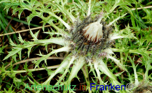 Copyright AiF - Albert Meier Bild zum Eintrag (95336-160)