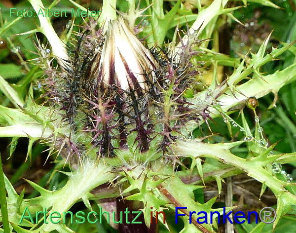 Copyright AiF - Albert Meier Bild zum Eintrag (95337-160)
