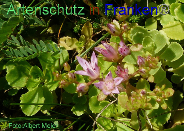 Copyright AiF - Albert Meier Bild zum Eintrag (95344-160)