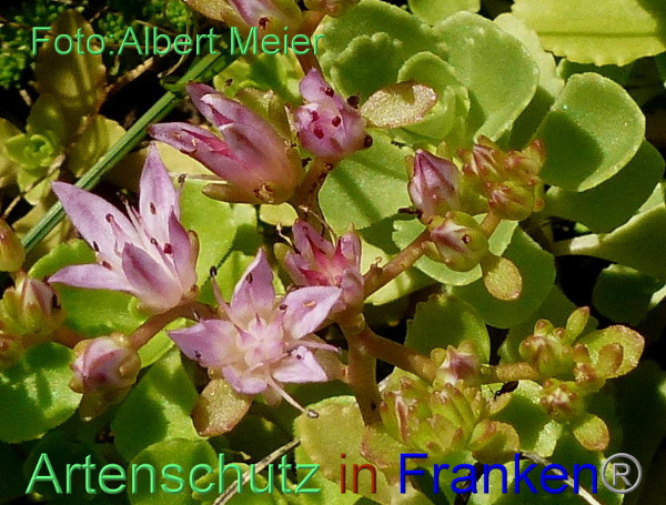 Copyright AiF - Albert Meier Bild zum Eintrag (95345-160)