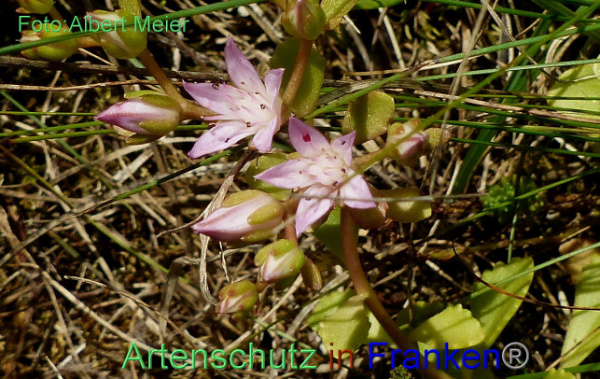 Copyright AiF - Albert Meier Bild zum Eintrag (95346-160)