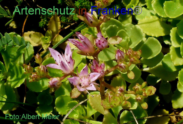 Copyright AiF - Albert Meier Bild zum Eintrag (95347-160)