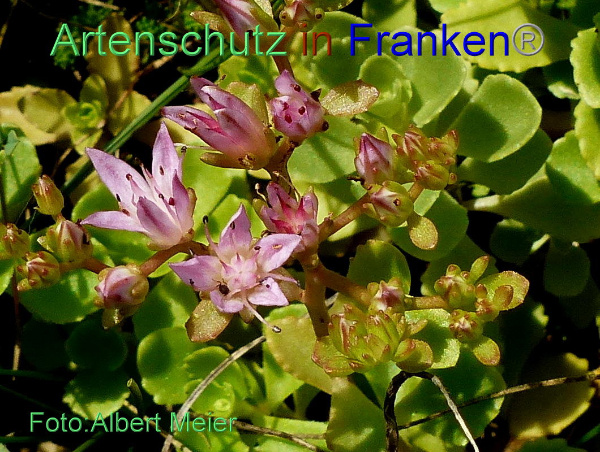 Copyright AiF - Albert Meier Bild zum Eintrag (95348-160)