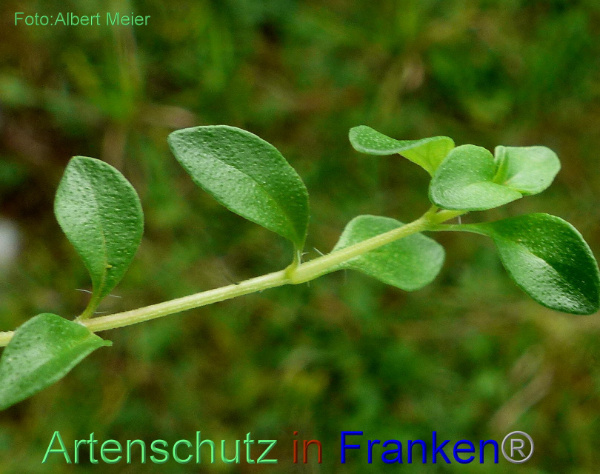 Copyright AiF - Albert Meier Bild zum Eintrag (95352-160)