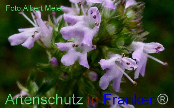 Copyright AiF - Albert Meier Bild zum Eintrag (95354-160)