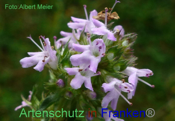 Copyright AiF - Albert Meier Bild zum Eintrag (95355-160)