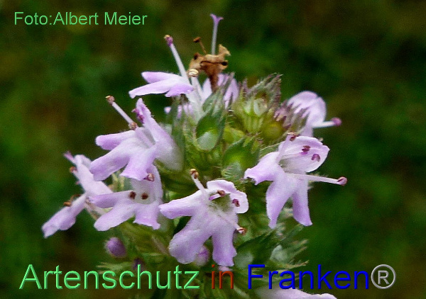 Copyright AiF - Albert Meier Bild zum Eintrag (95356-160)