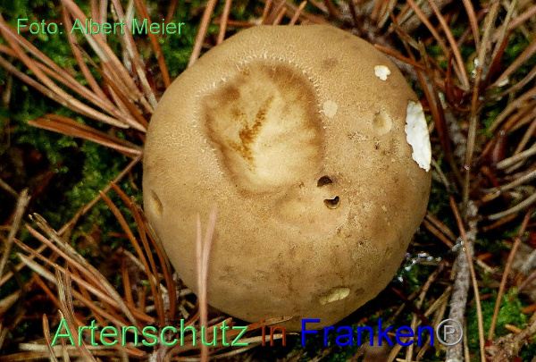 Copyright AiF - Albert Meier Bild zum Eintrag (95370-160)