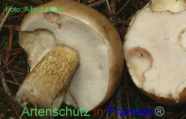 Copyright AiF - Albert Meier Bild zum Eintrag (95371-160)