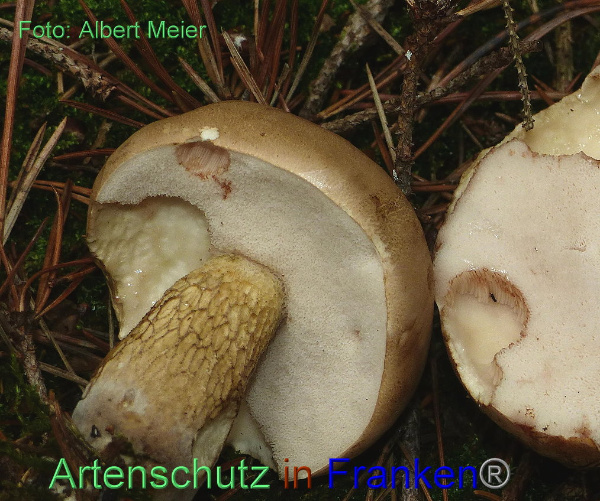 Copyright AiF - Albert Meier Bild zum Eintrag (95372-160)